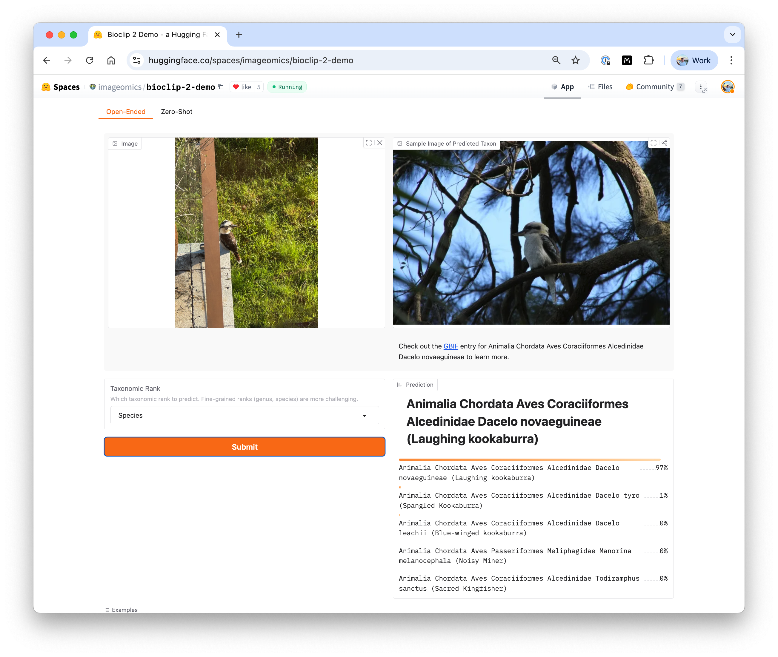 bioclip-2-searching-for-kookaburra