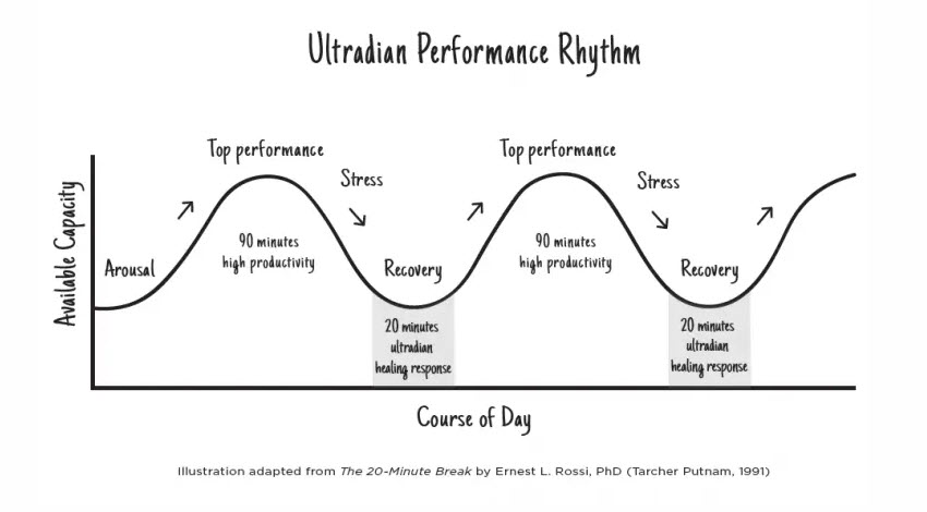 ultradian Rythm