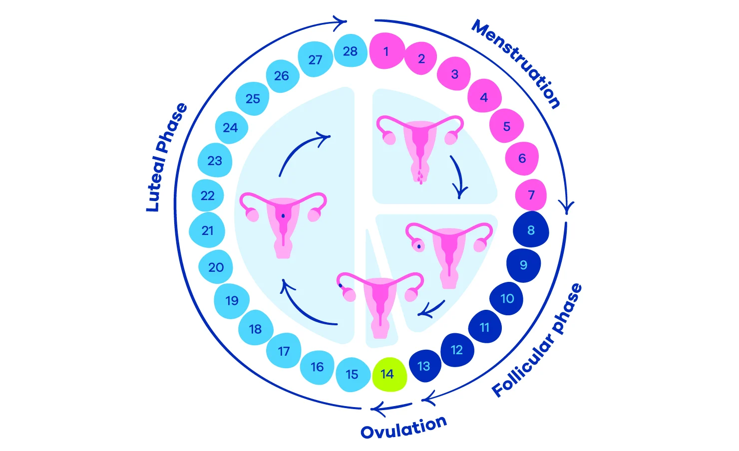 What You Need to Know About Your Ovulation Cycle [Infographic