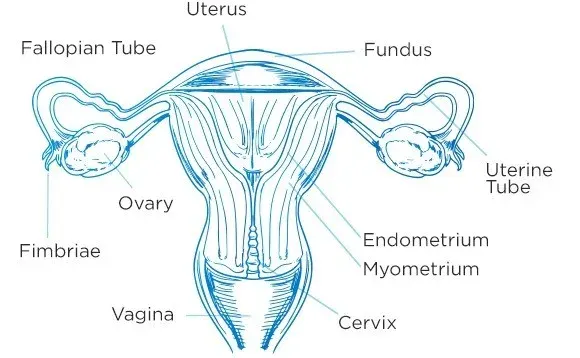 Internal reproductive organs of the female reproductive system