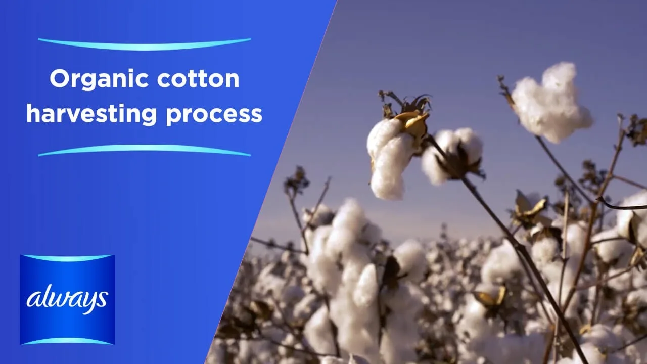 Organic cotton harvesting process