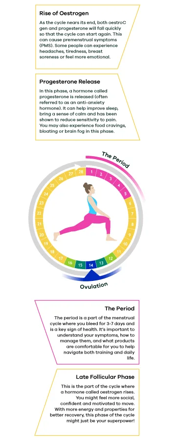 Phases of the menstrual cycle: the period, late follicular phase, progesterone release, rise of oestrogen