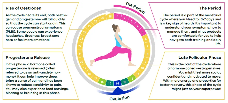 Phases of the menstrual cycle: the period, late follicular phase, progesterone release, rise of oestrogen