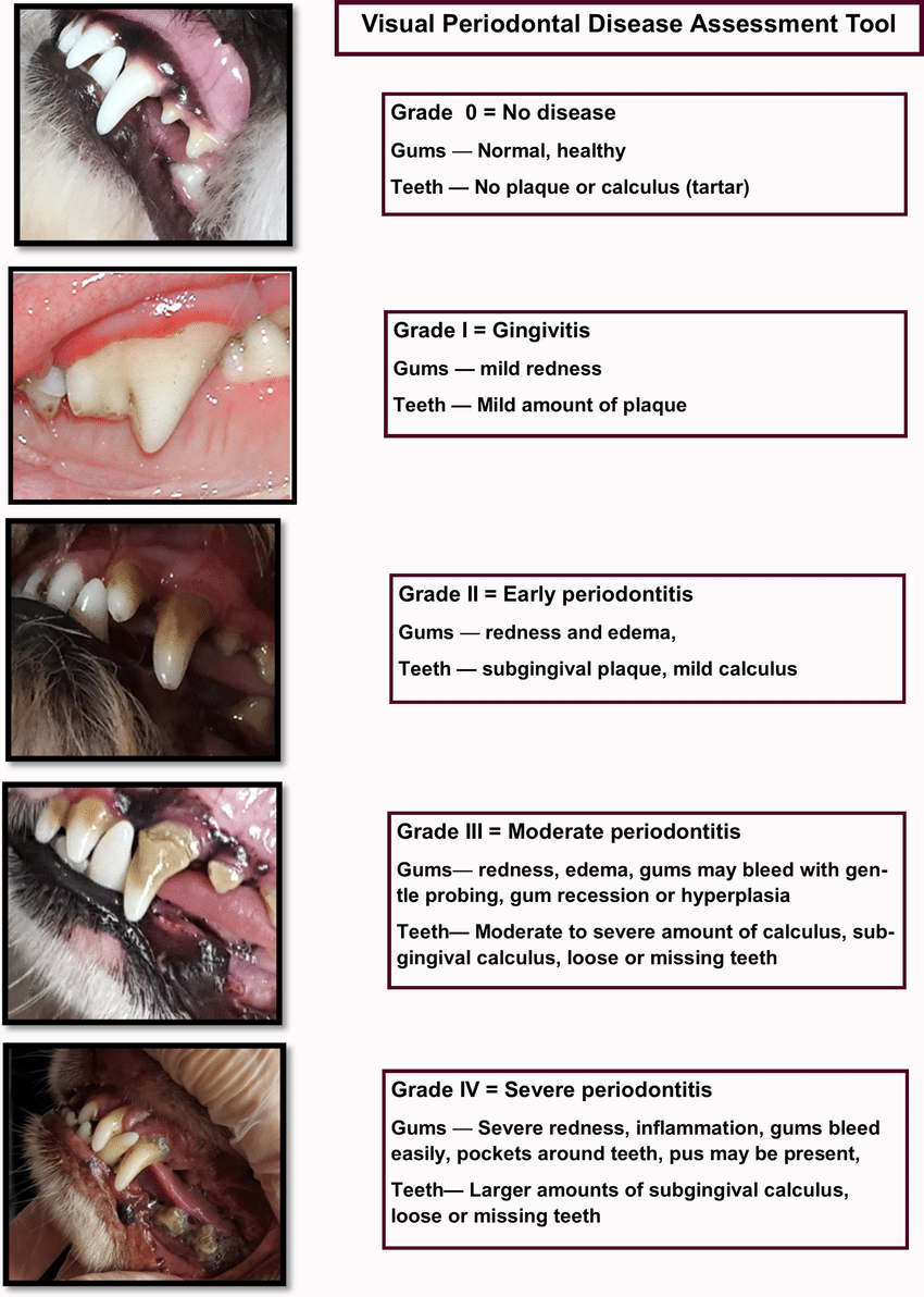 Grading Canine Dental Disease