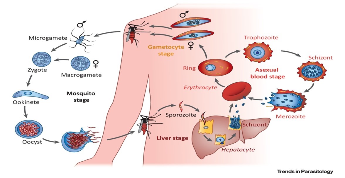 Plasmodium falciparum affecting human body