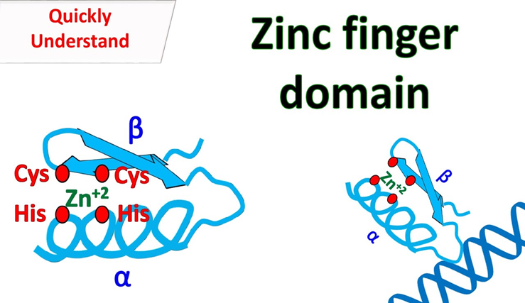 zinc finger proteins