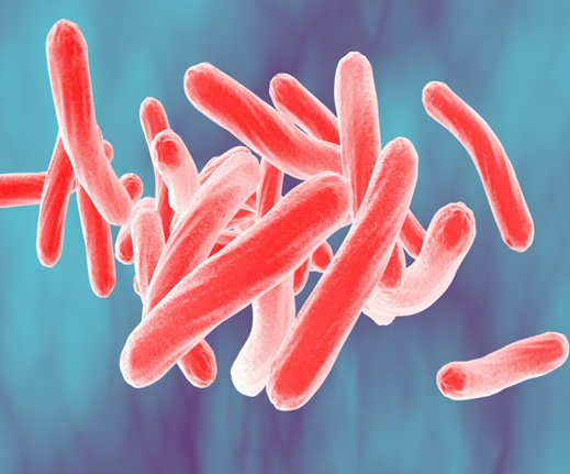 Mycobacterium