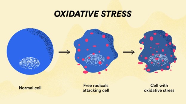 oxidative stress