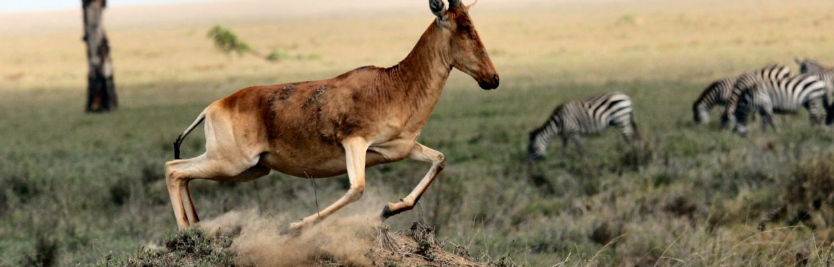 An agile antelope