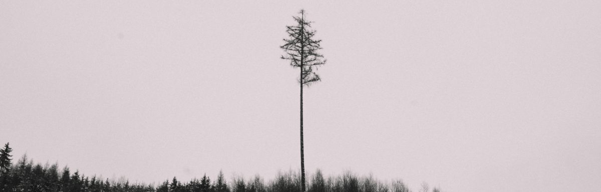 A tree balancing on a hill