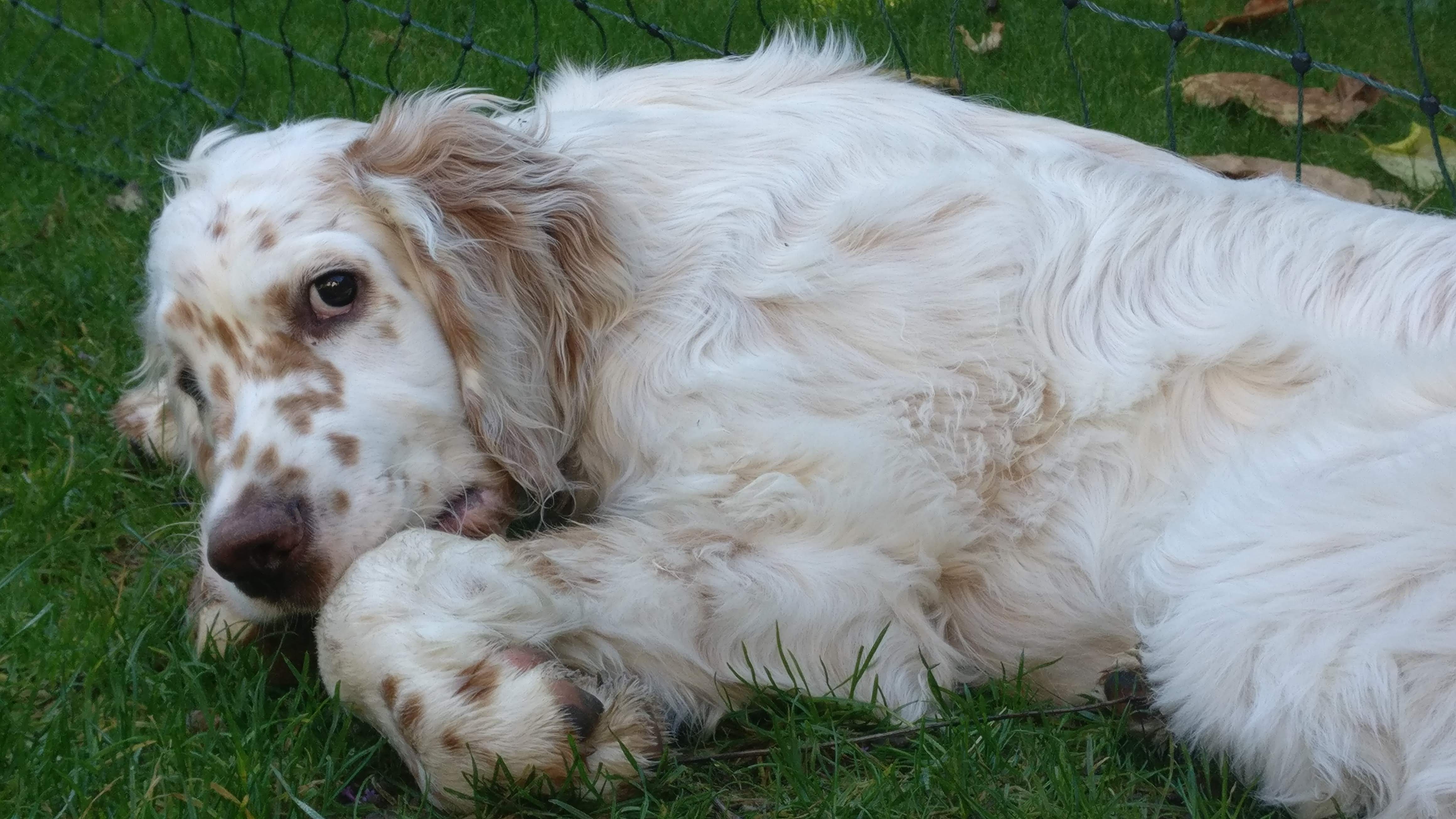 some dog