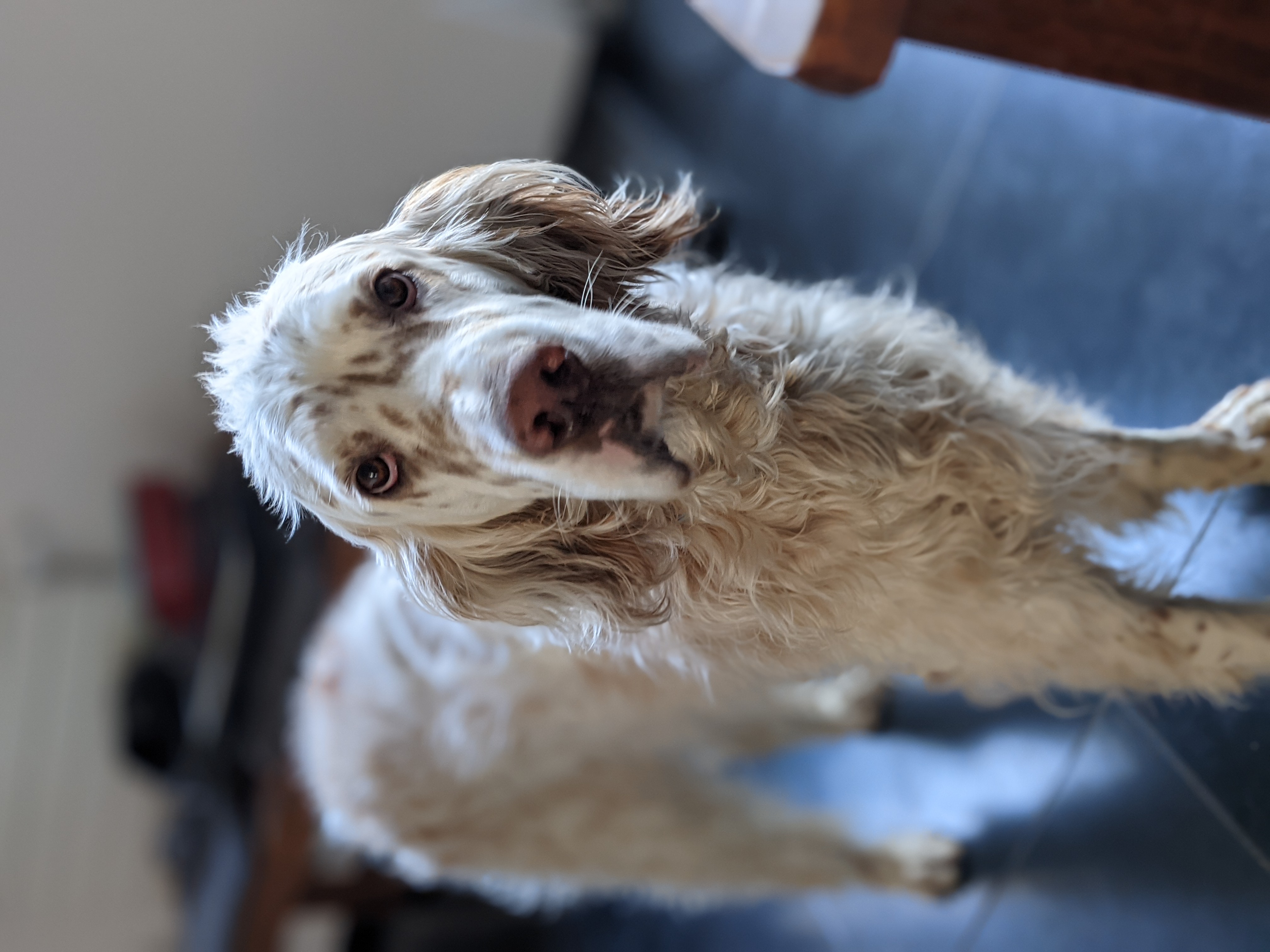 some dog