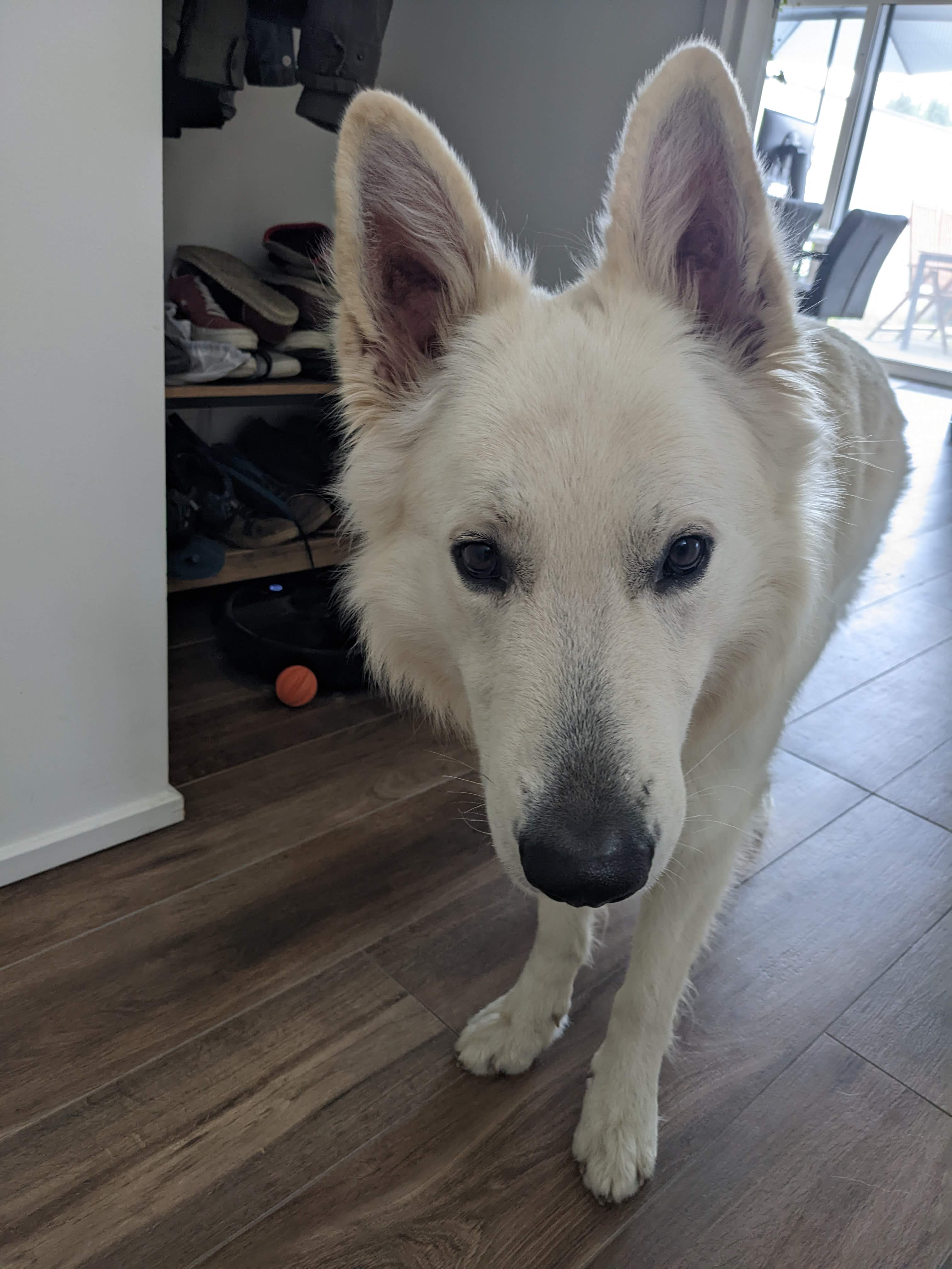 some dog