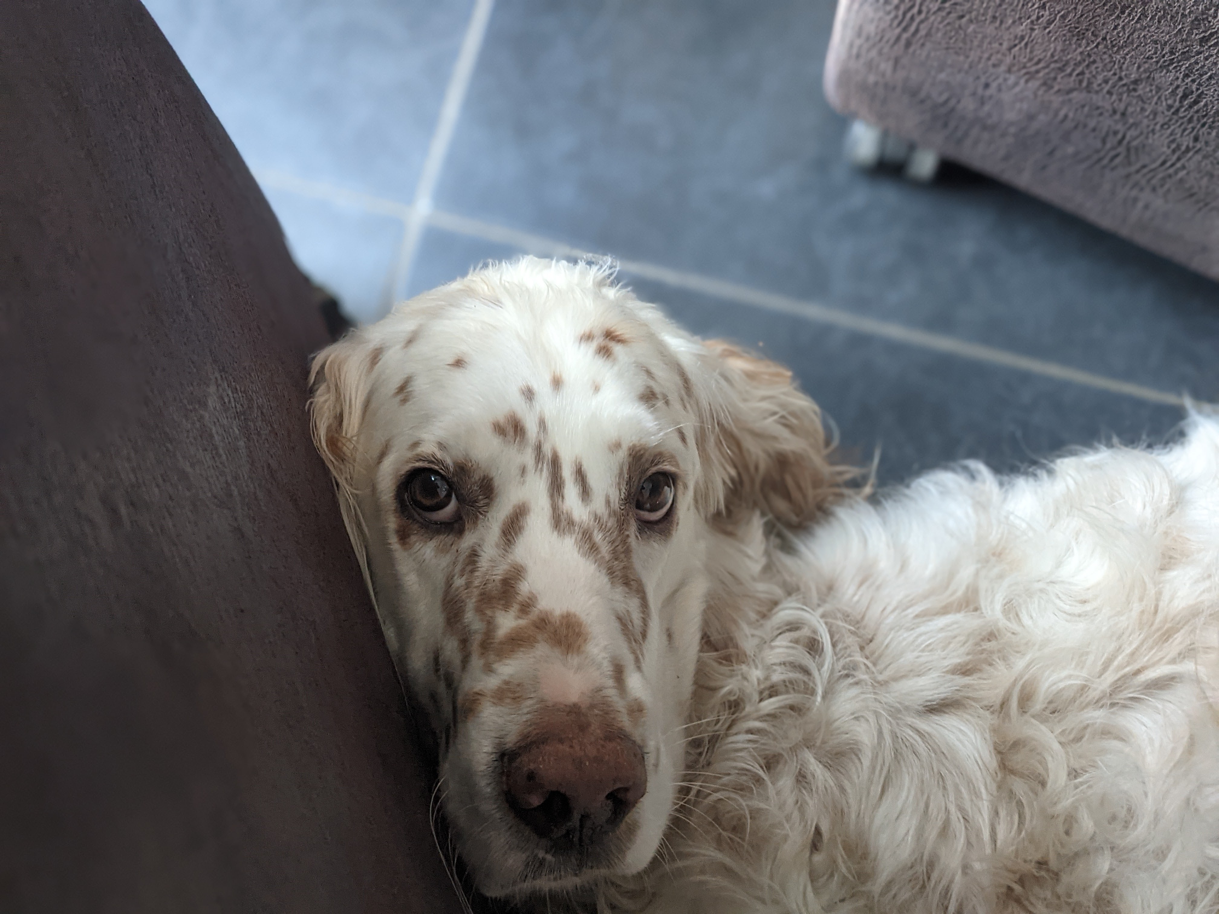 some dog