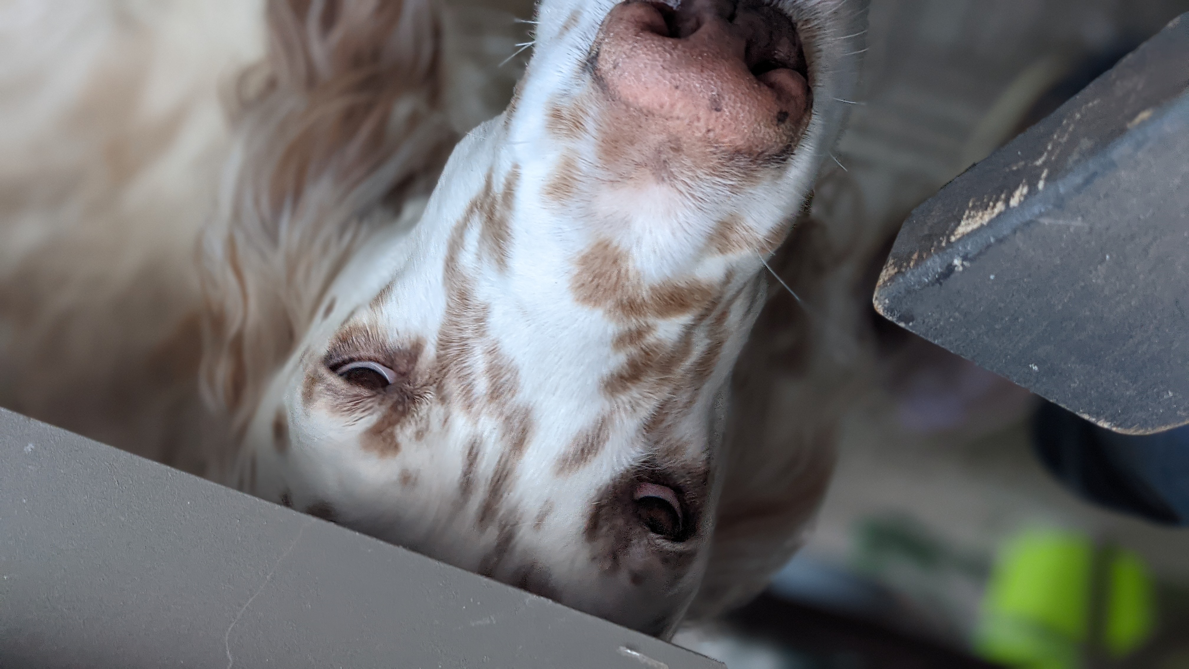 some dog