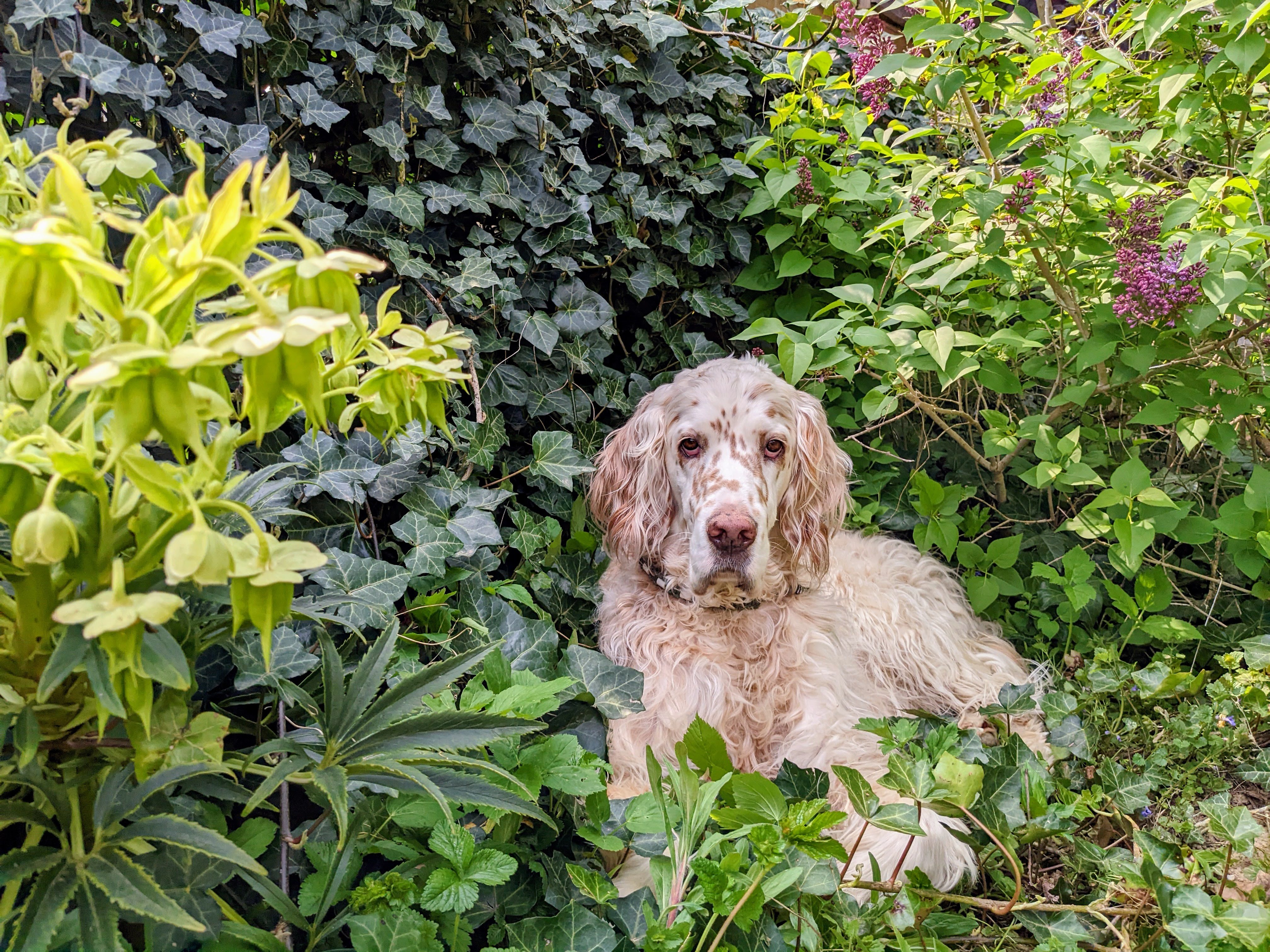 some dog
