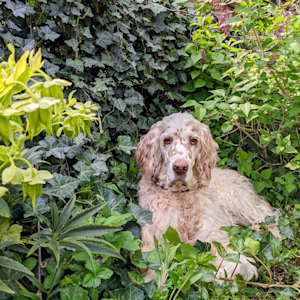 some dog