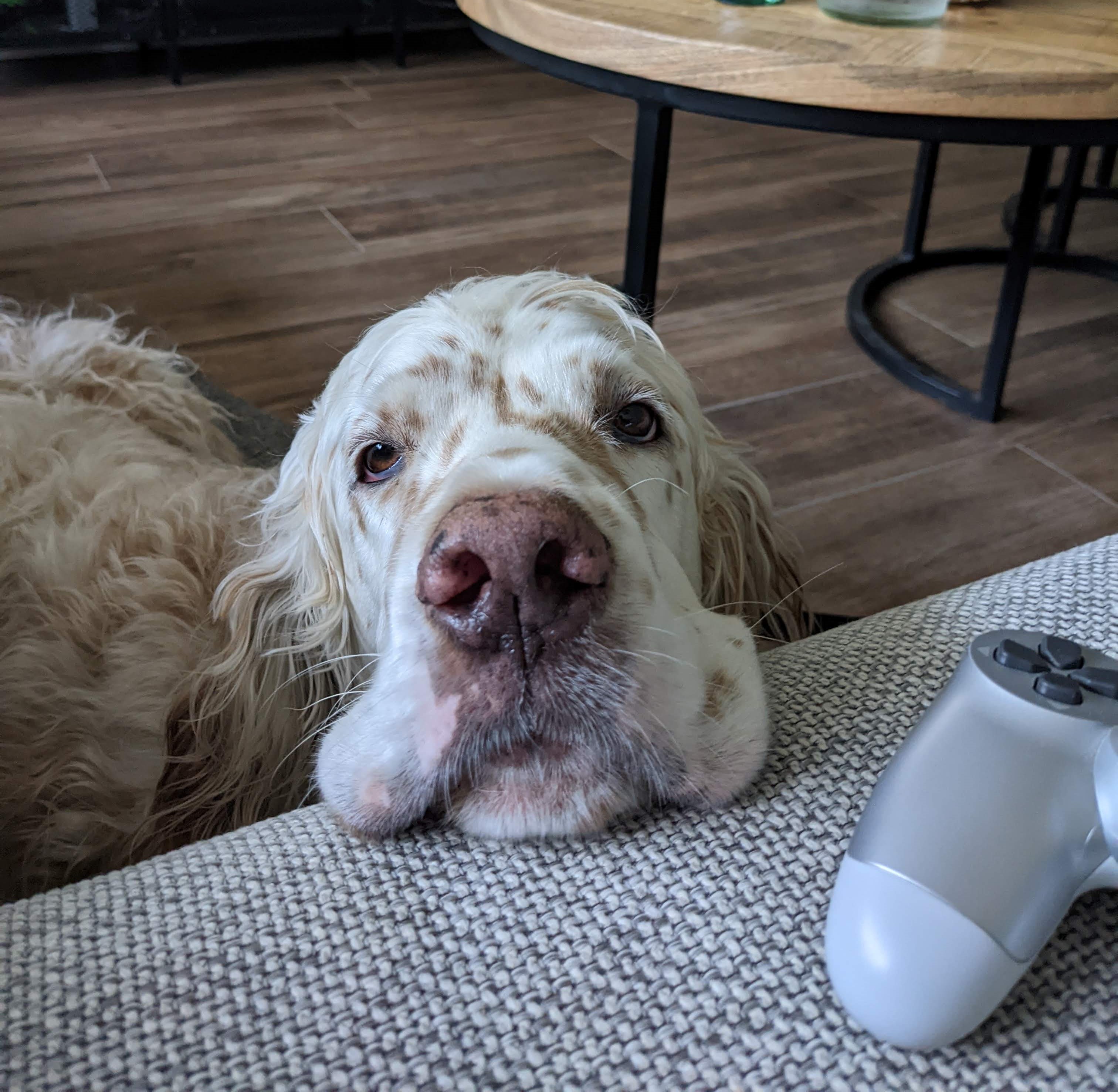 some dog