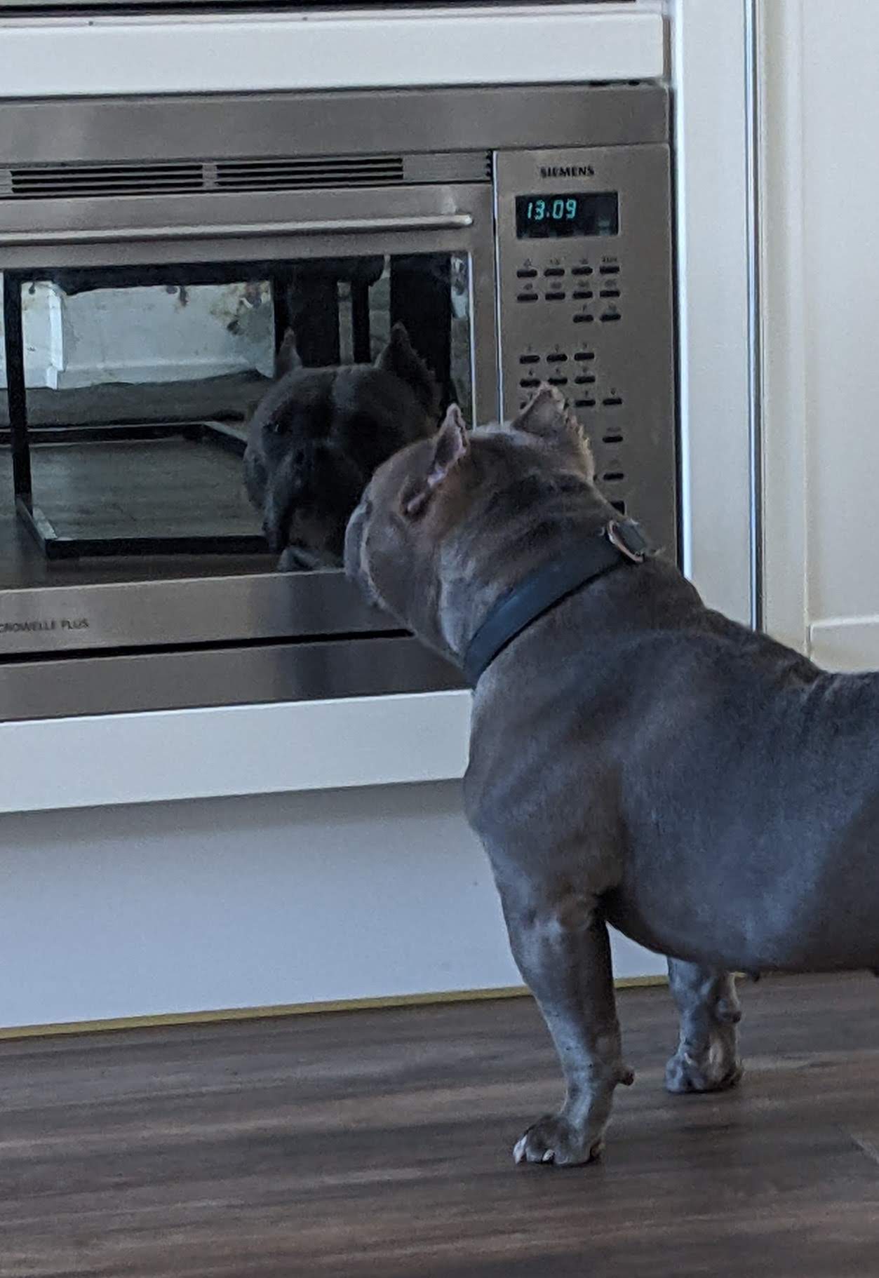 some dog