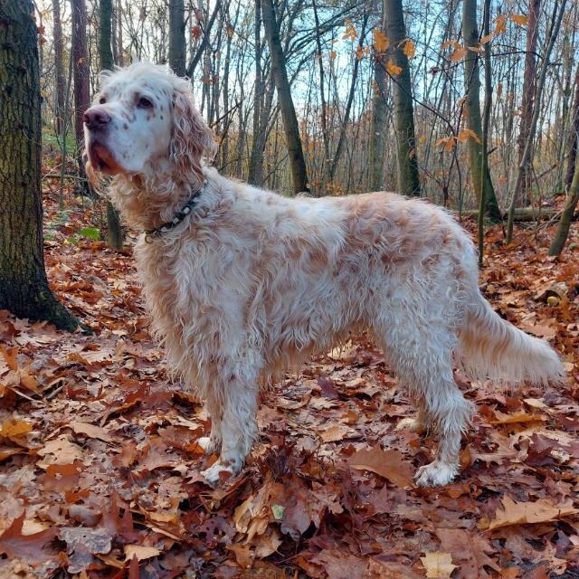 some dog