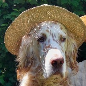 some dog