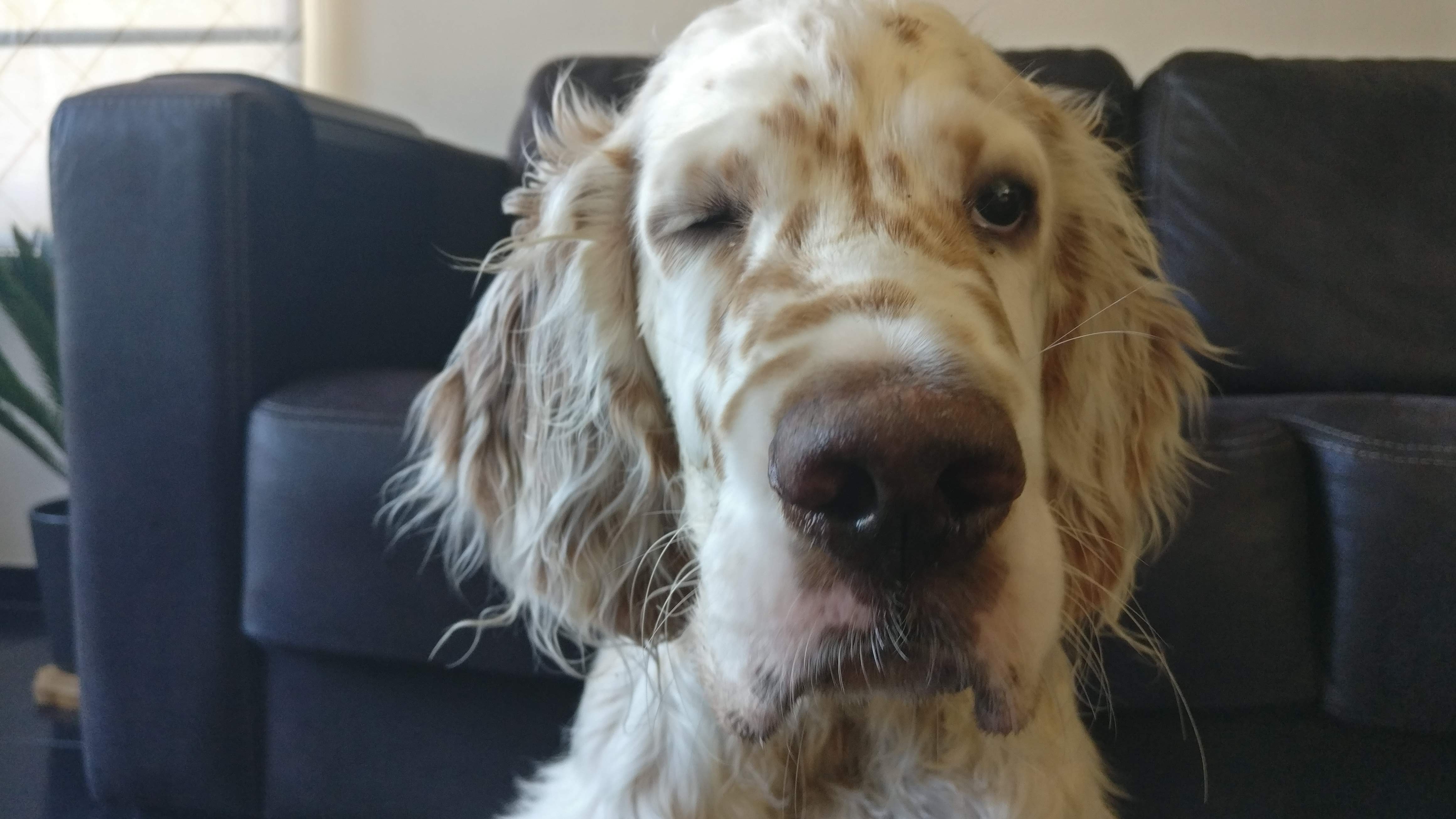 some dog