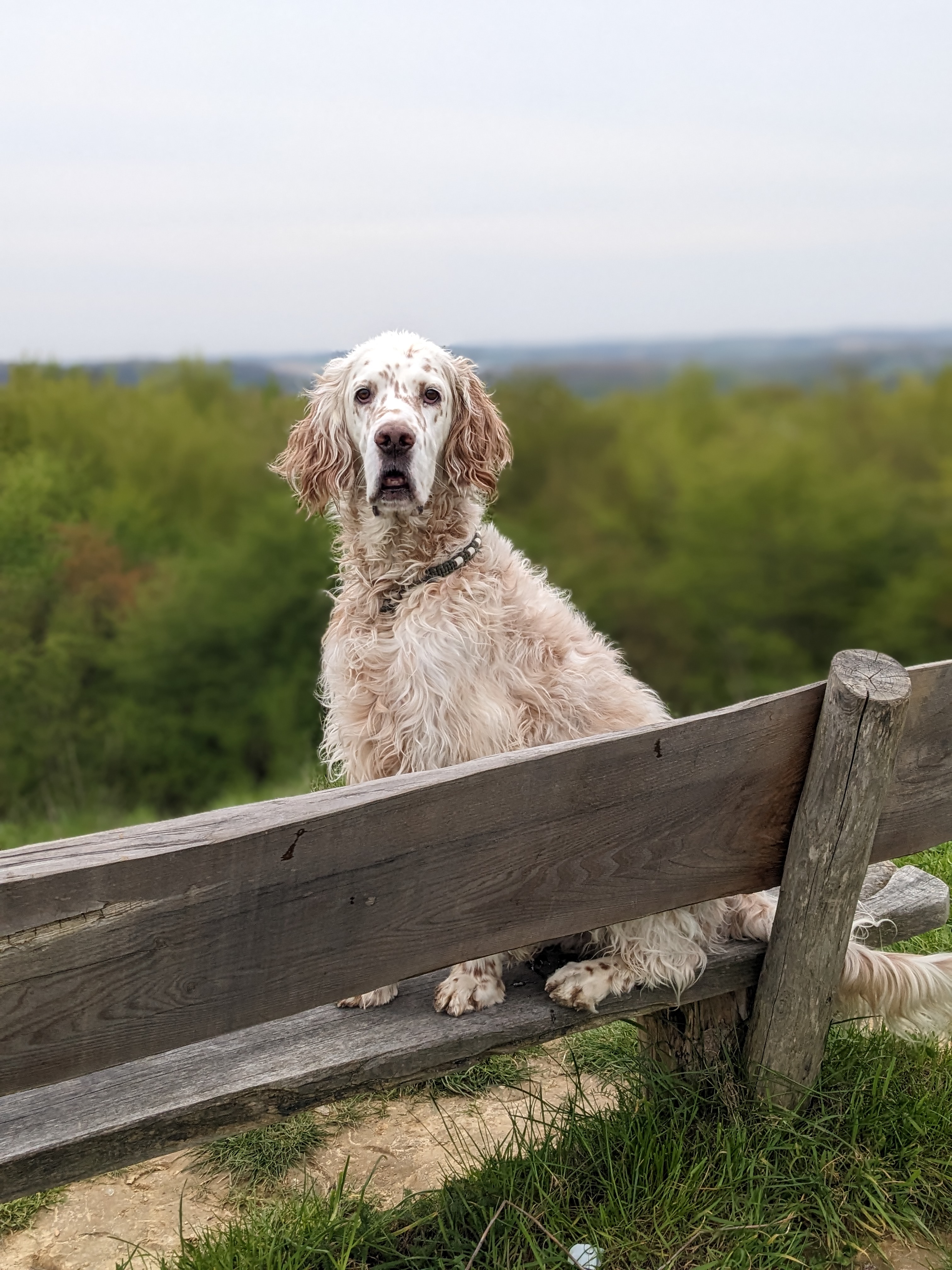 some dog