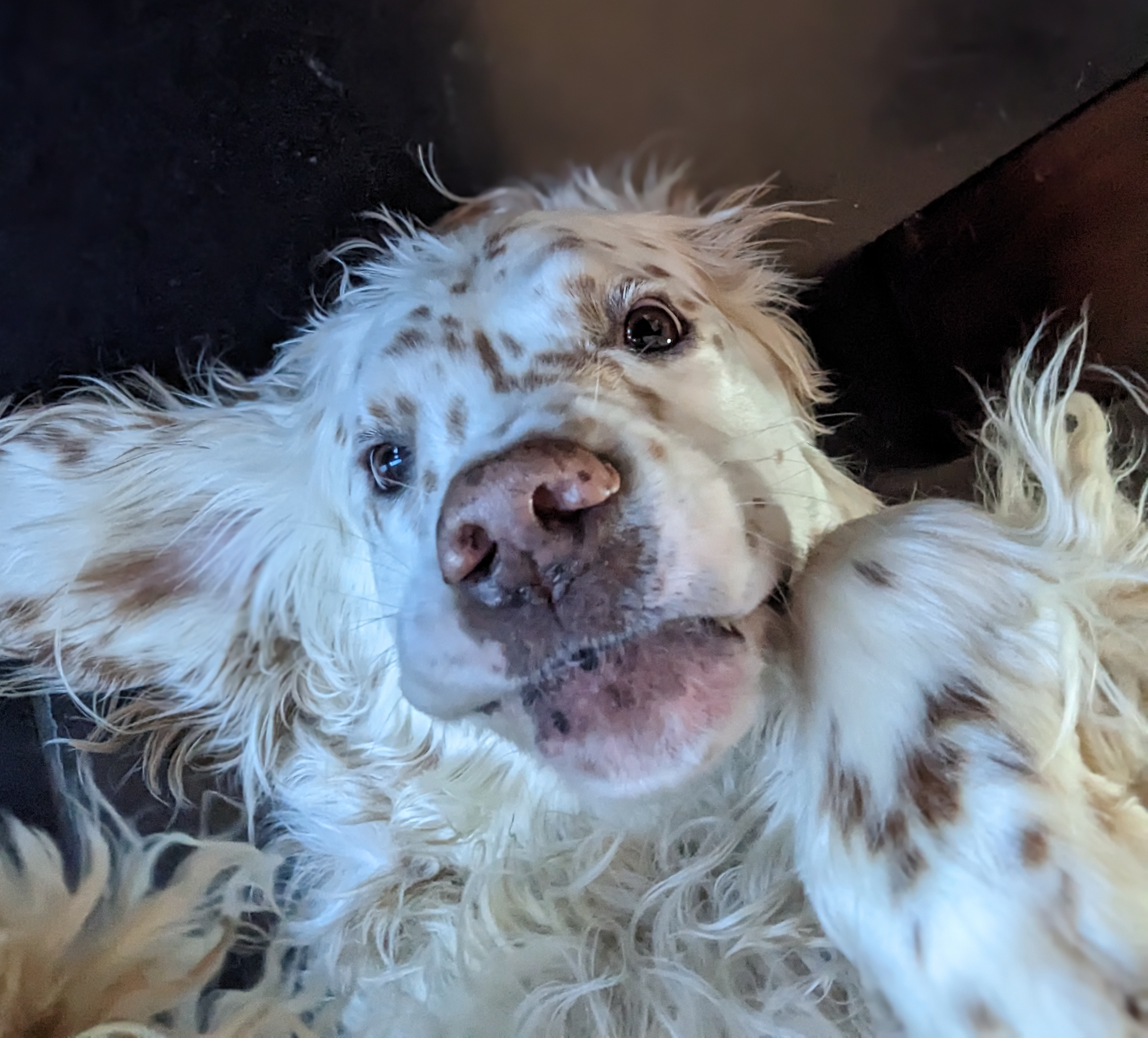 some dog