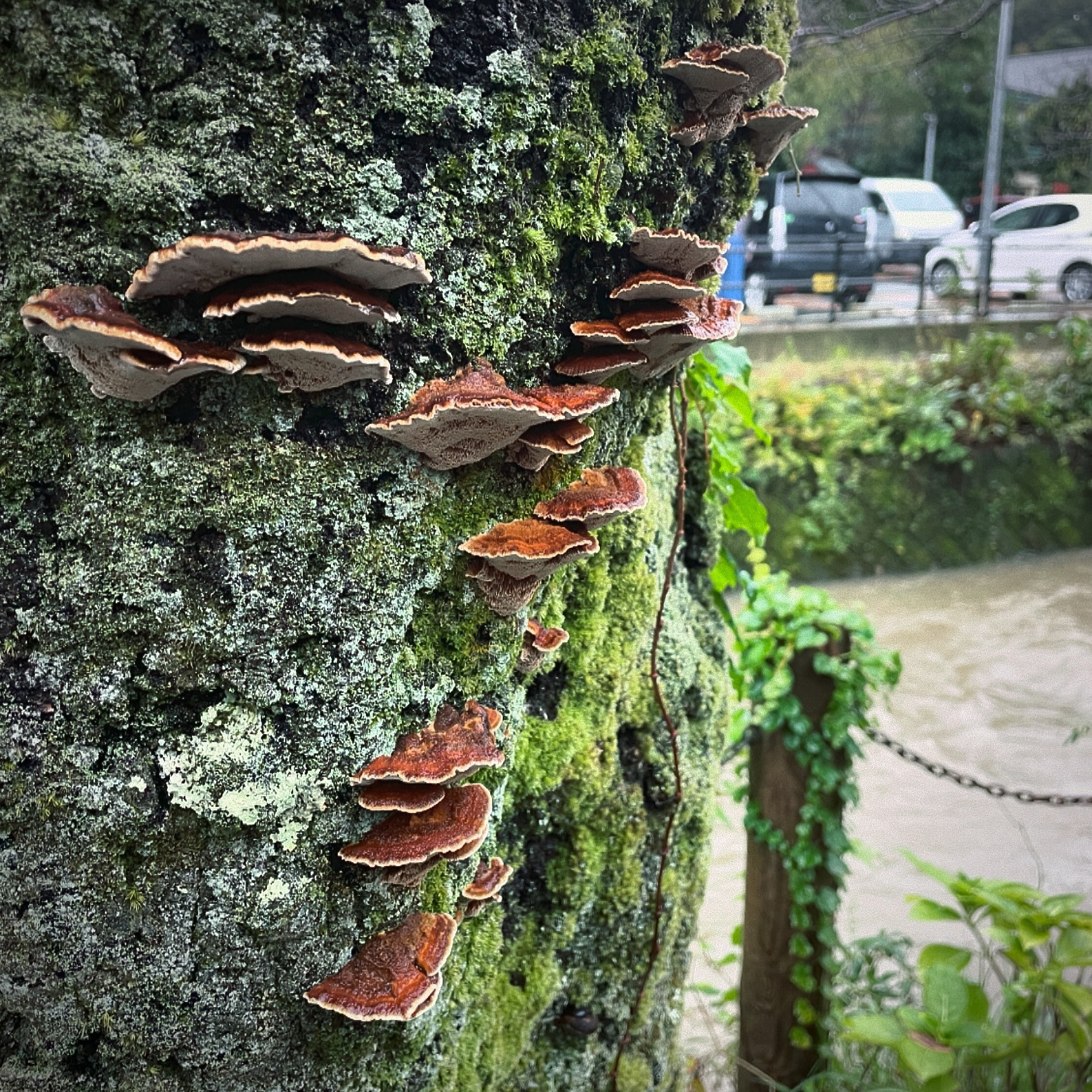 濁流と風情ある苔ときのこのある風景