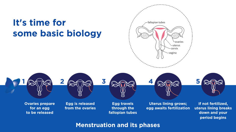 Menstrual Cycle Stages & More - Image 1 - Stayfree - en-IN