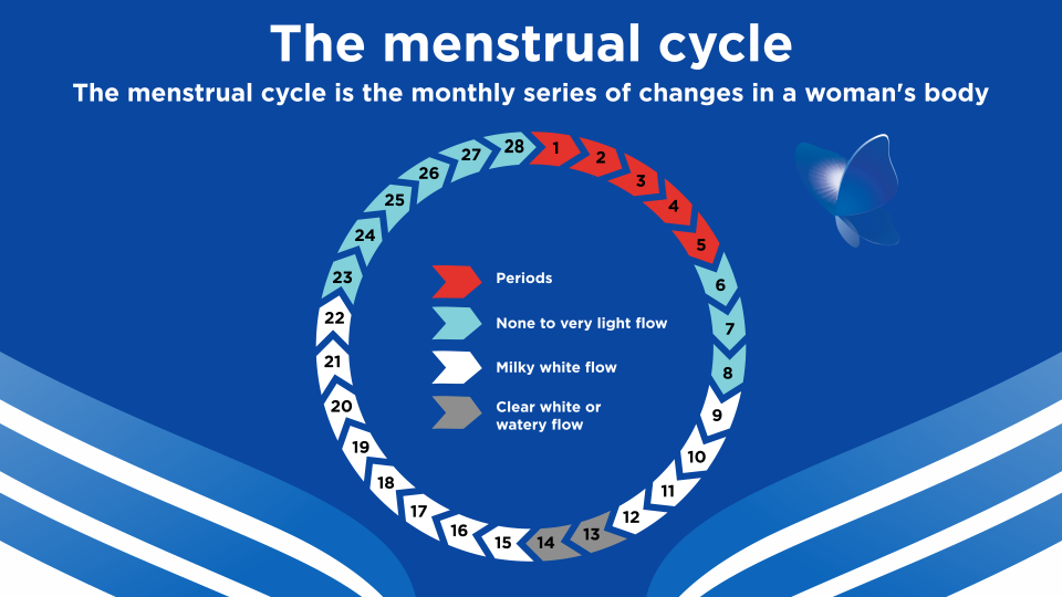 Menstrual Cycle Stages & More - Image 2 - Stayfree - en-IN