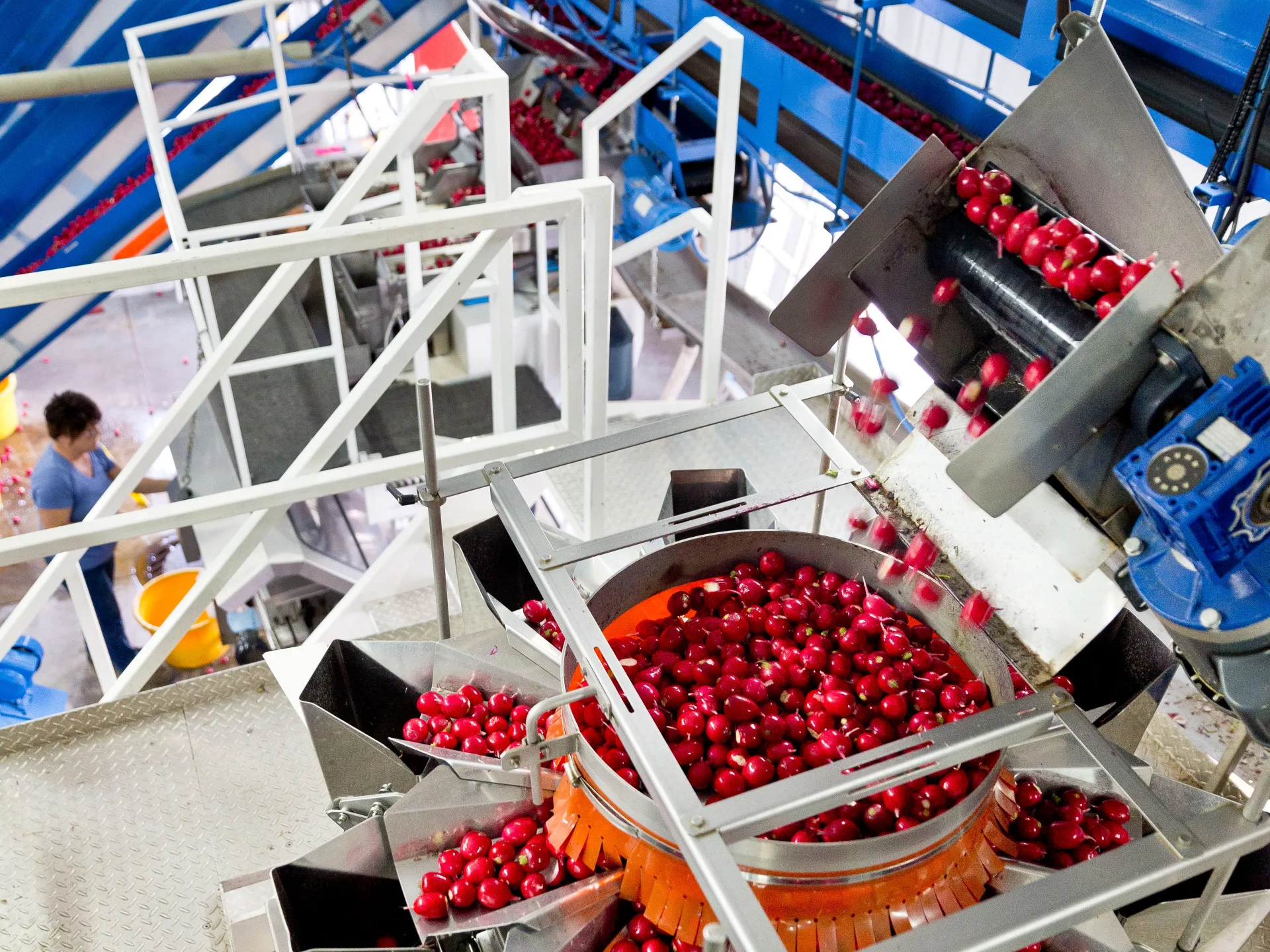 JAG Farms Sorting facility Radishes