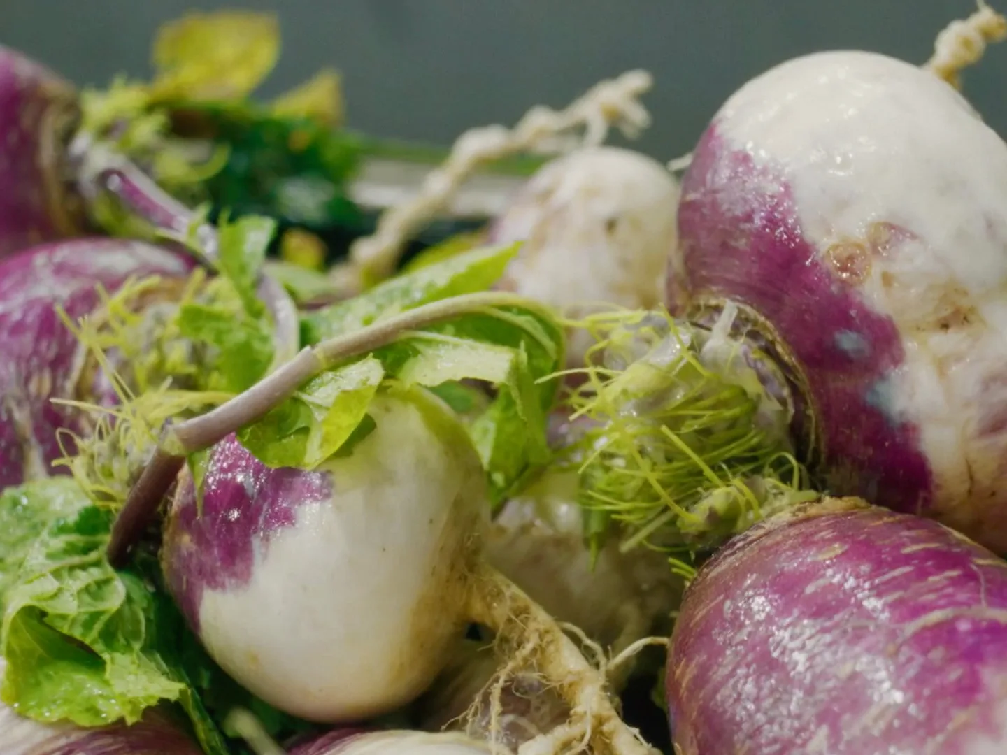 GNC Turnips 