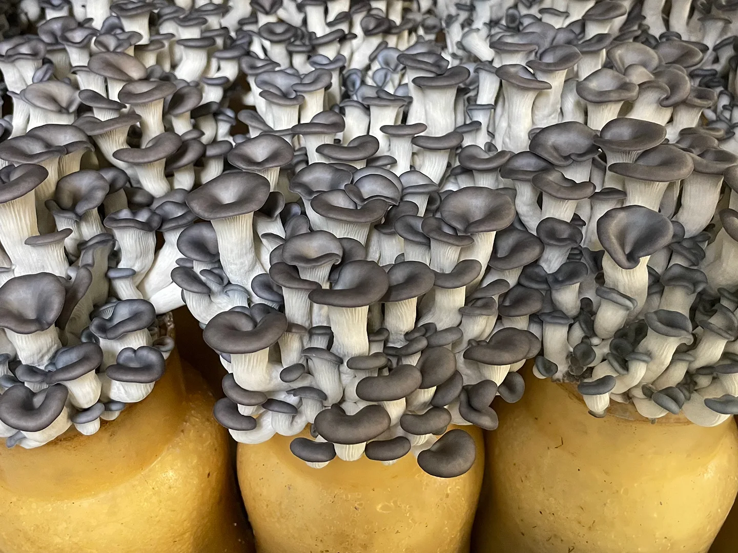 Black oyster mushrooms from Enviro Mushrooms Farm