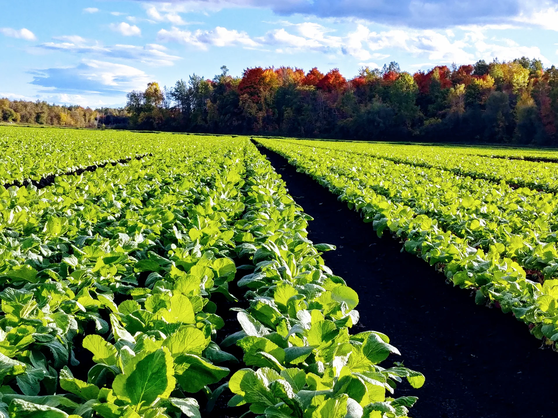 JAG Radish Farm Field