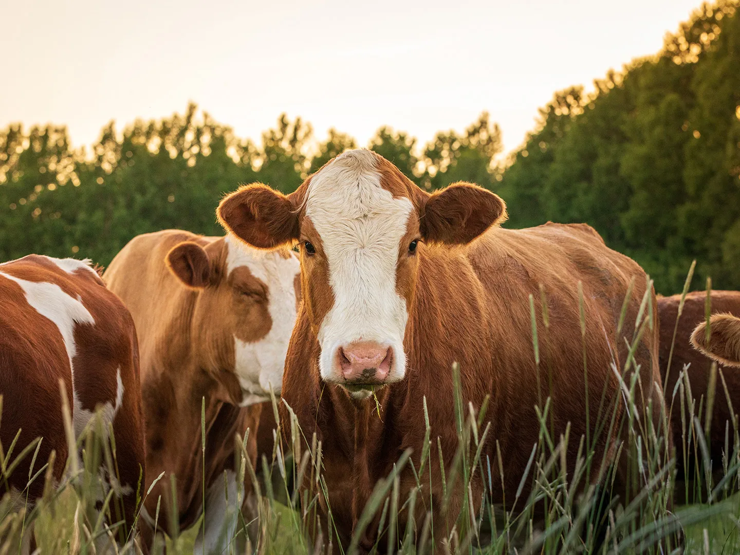 Vach 8 Acres avant et focus