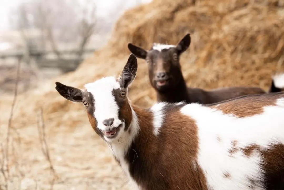 07-ITO-LP-Experience-Mādahòkì Farm