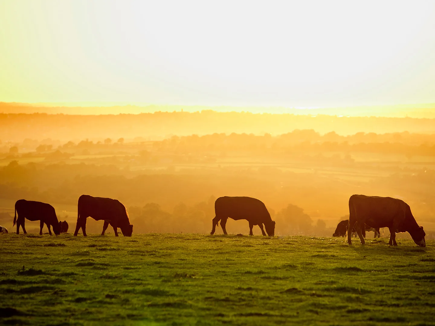 8Acres Cows On Field