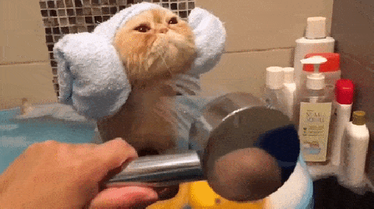 cat-in-bath