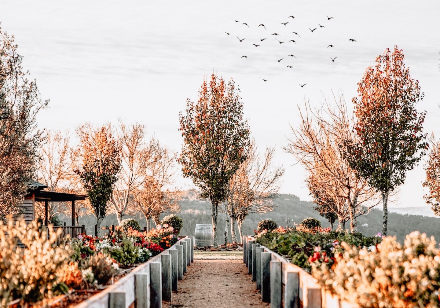 birds-flying-fall-weather