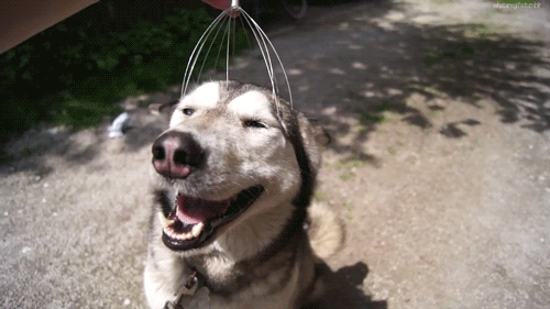 dog-head-massage