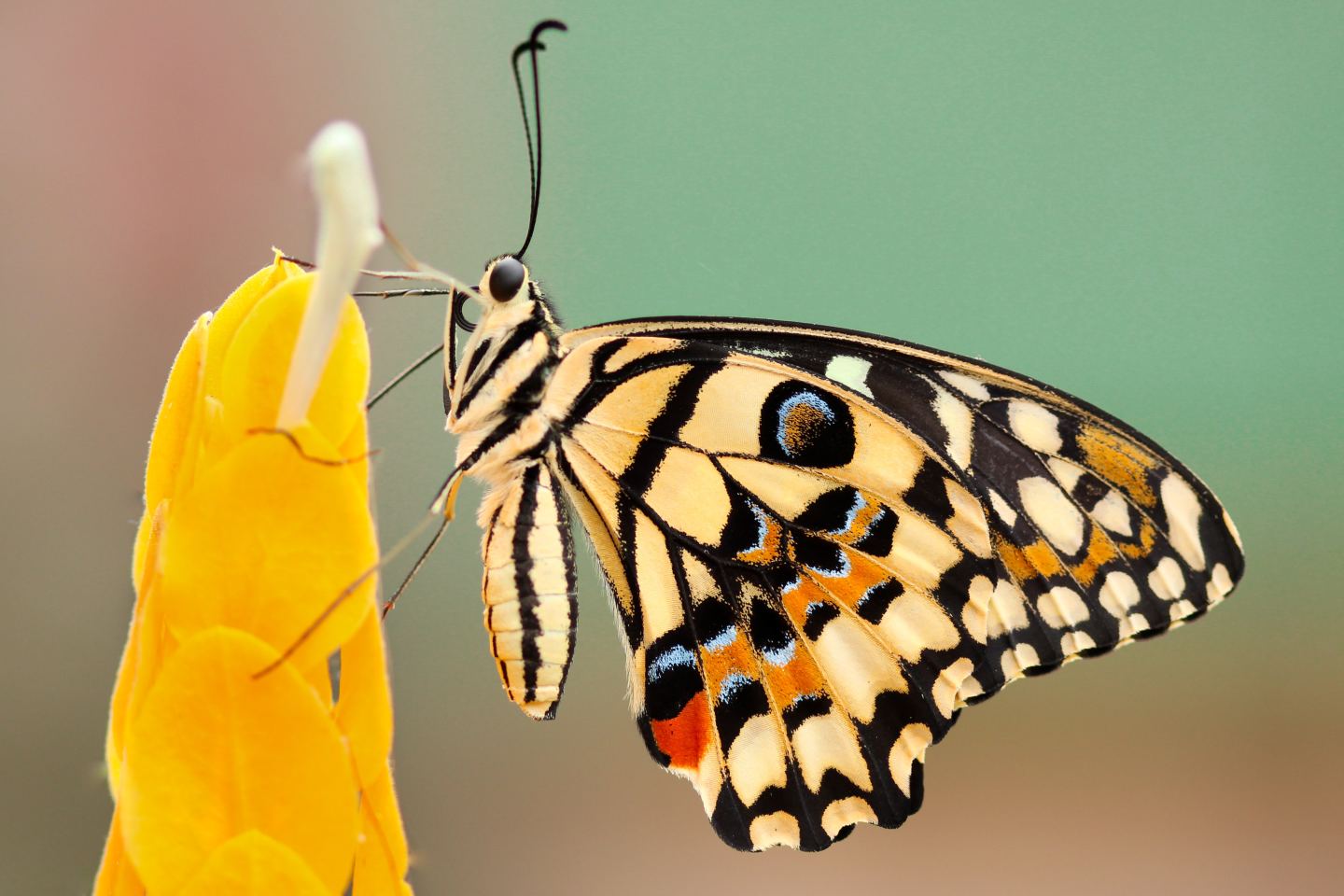 butterfly-close-up