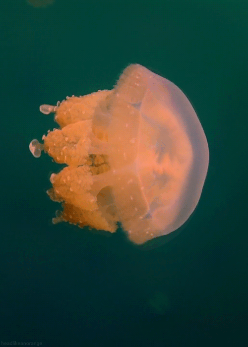 giphy jellyfish