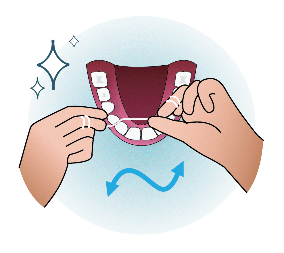 Illustration of two hands holding floss and using it on illustration of bottom jaw with teeth. There is a wavy arrow to show that you should use dental floss to clean every tooth in your mouth.