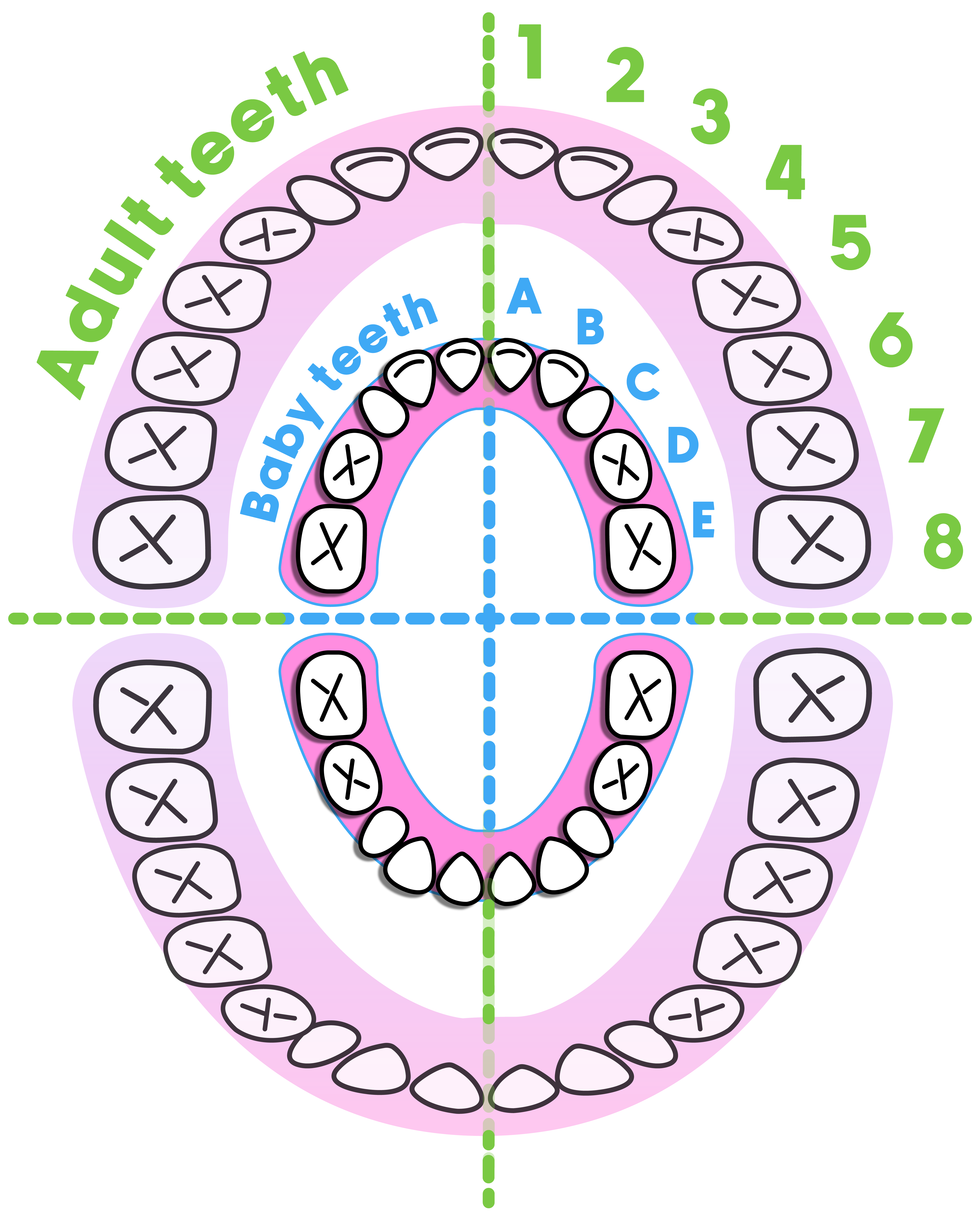 Illustration of a teeth chart showing where baby teeth come into the mouth with adult teeth on the outside ring to show where they irrupt