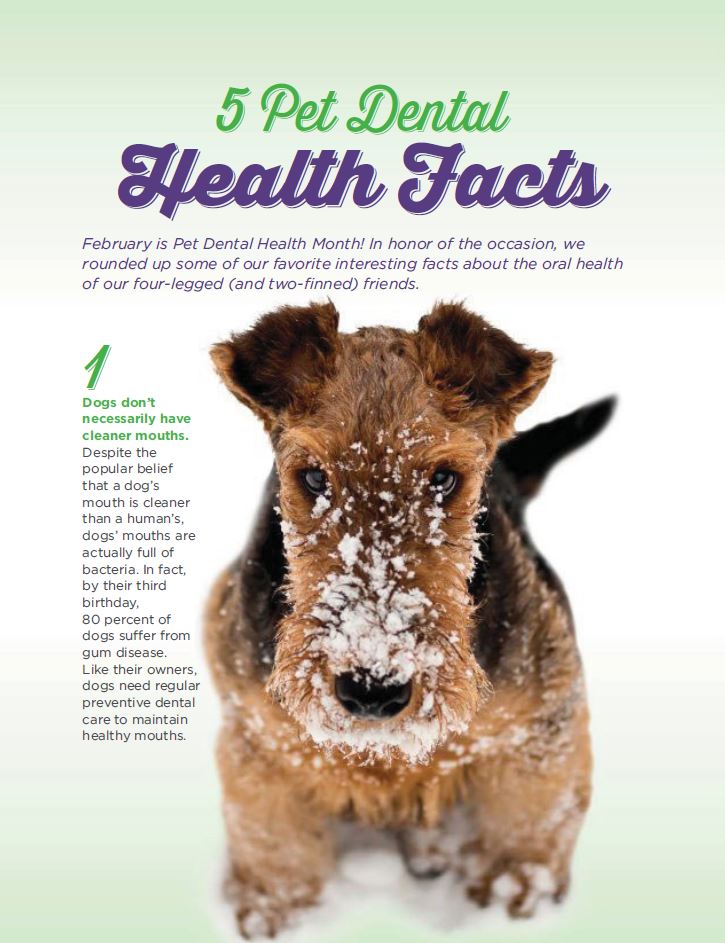5 Pet Dental Health Facts Page 1
