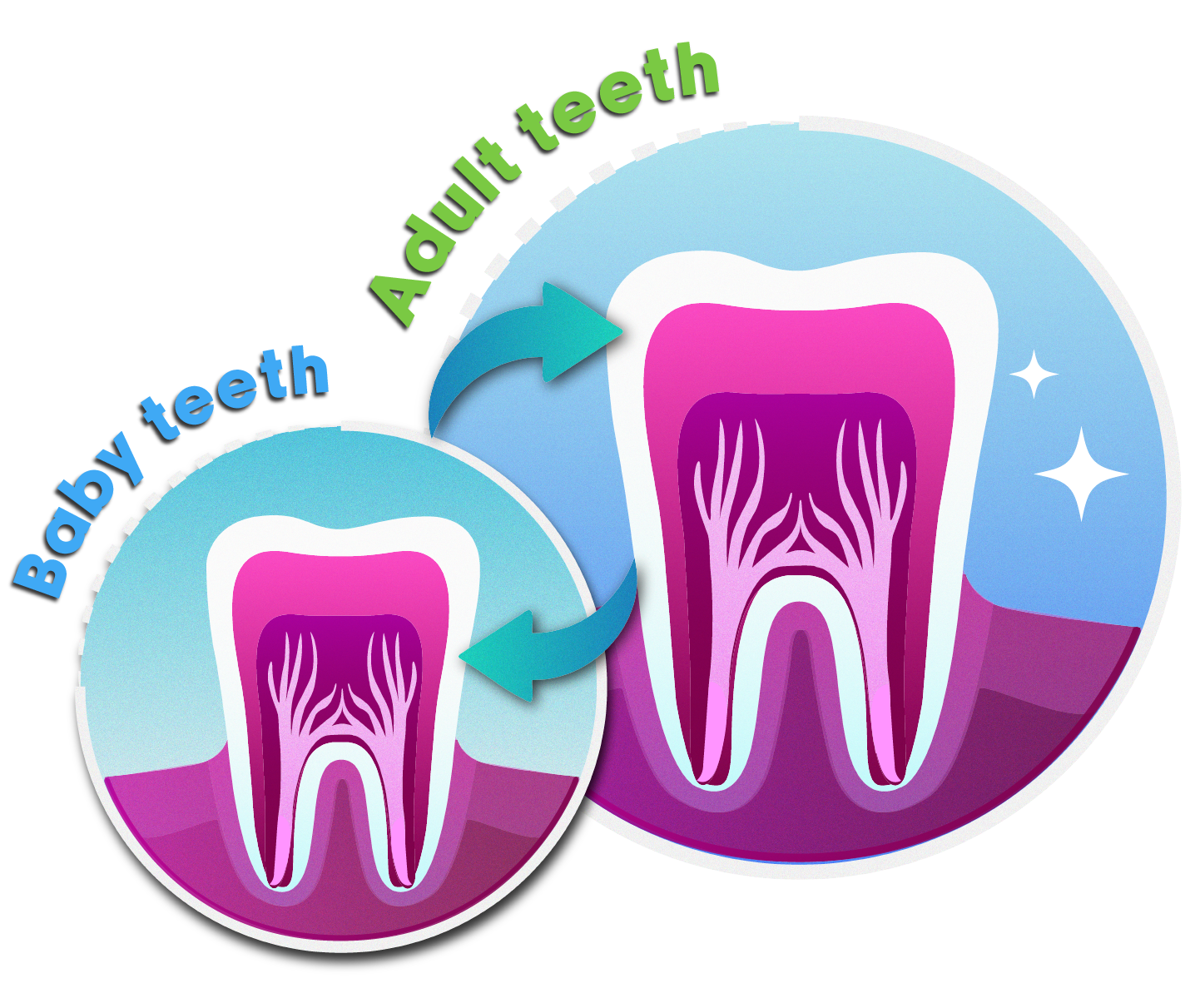 Illustration of a smaller baby tooth next to a larger adult tooth