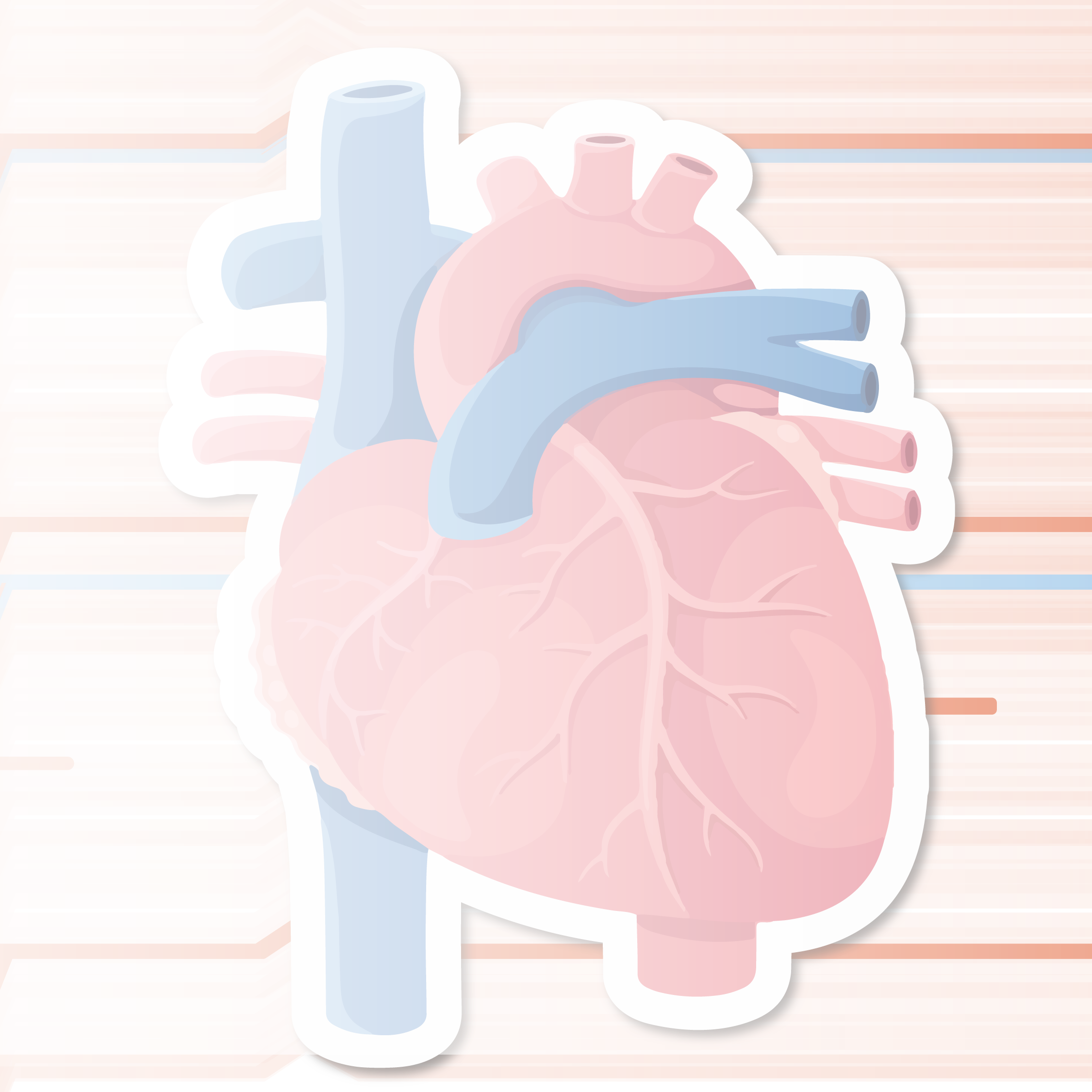 Illustration of an anatomical heart 