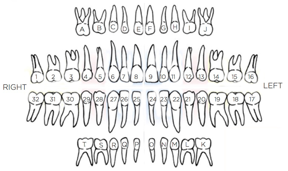 Labeled chart of teeth inside the mouth