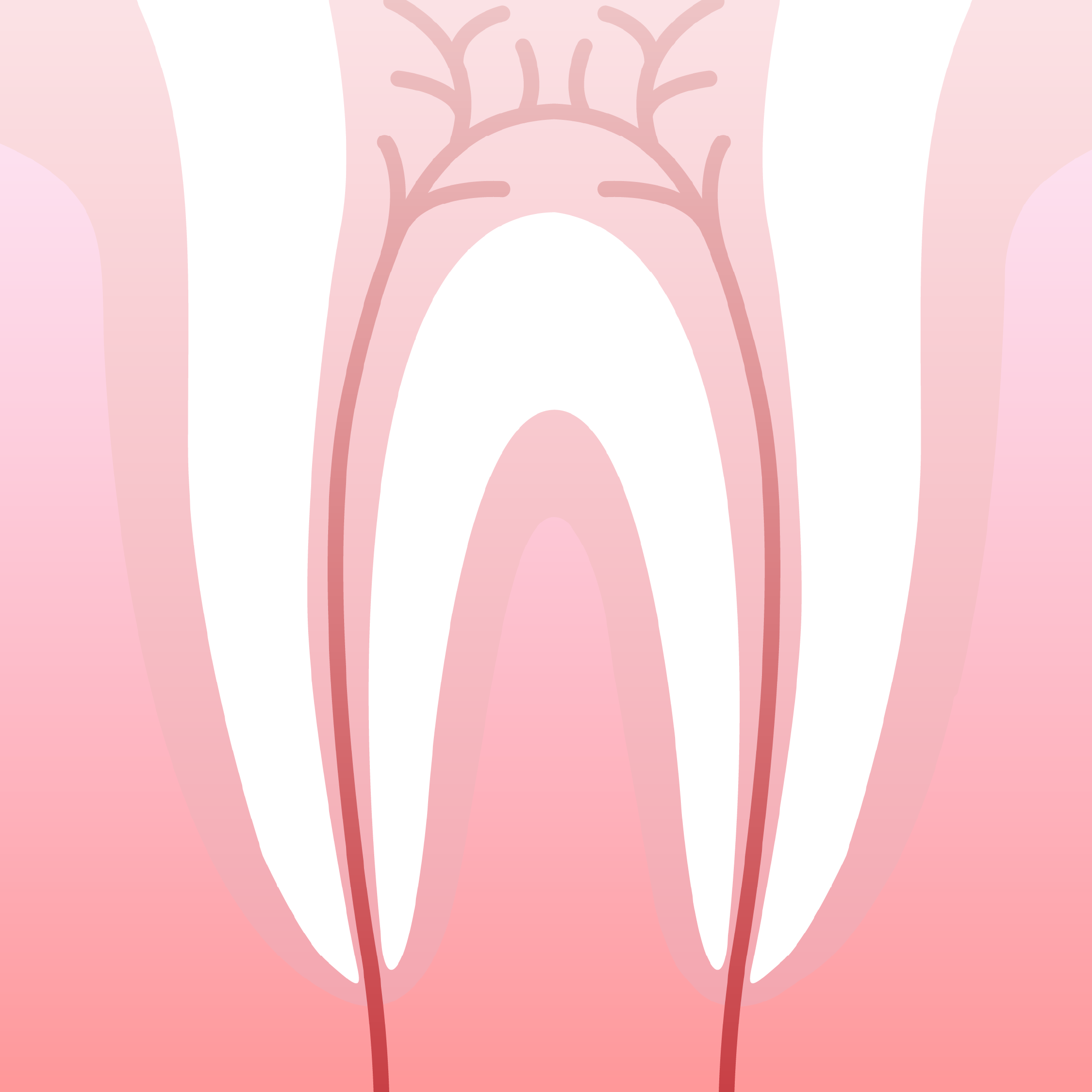 Illustration of the interior and roots of a tooth